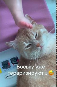 Привет от моих деток, Бостона (Боси) и его сестренки💕 миниатюра 2