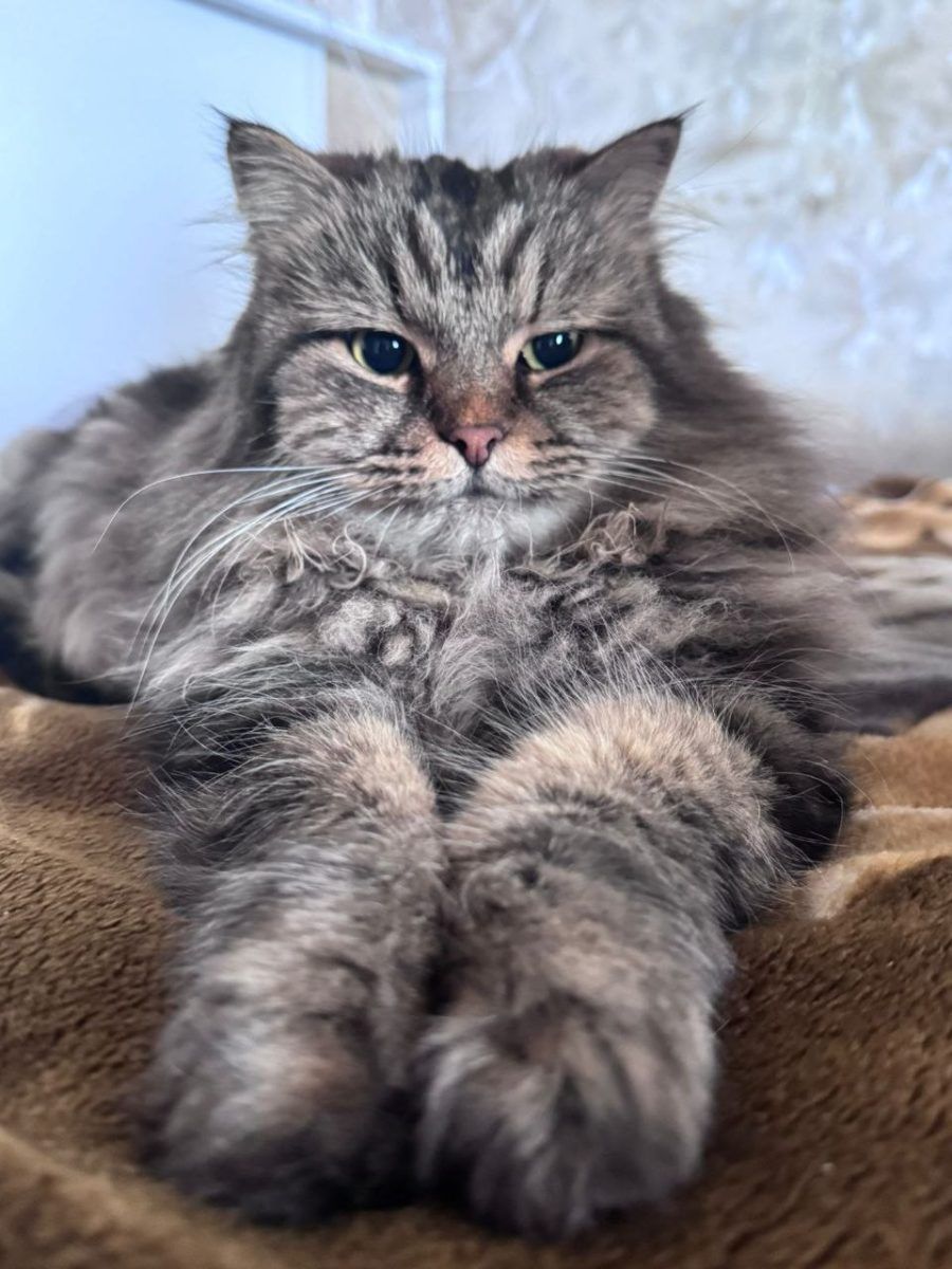 🤗💕Хитрый Барсик и его быт🤗💕 миниатюра 2