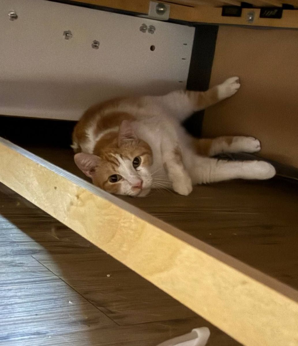 Рыжий красавчик миниатюра 4