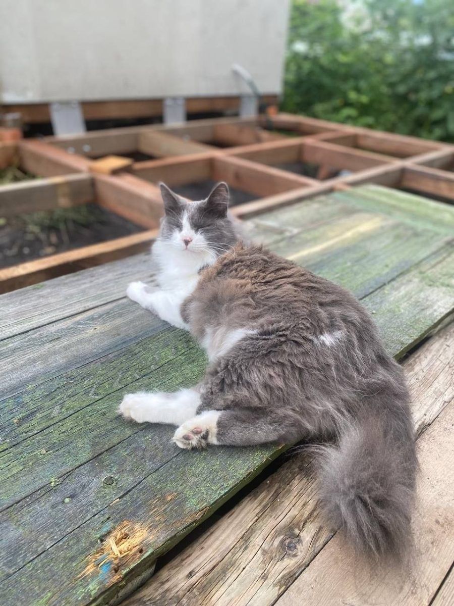 Умнейший котик миниатюра 2