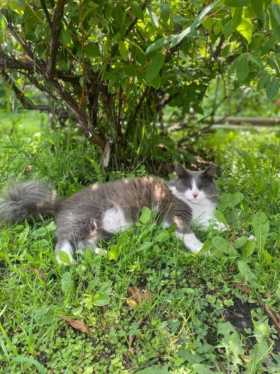 Умнейший котик миниатюра 3