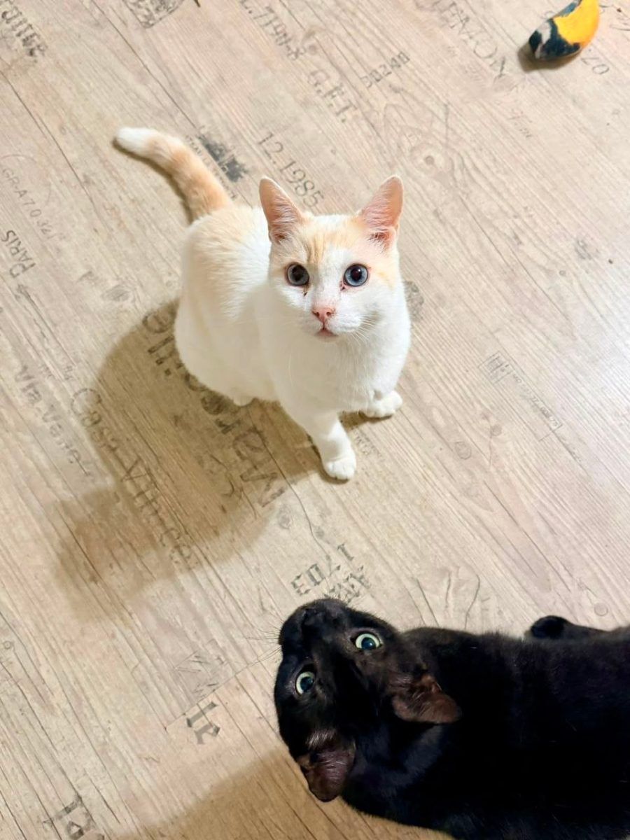 2 наших котика стали домашними ✨🐈🐈 миниатюра 2
