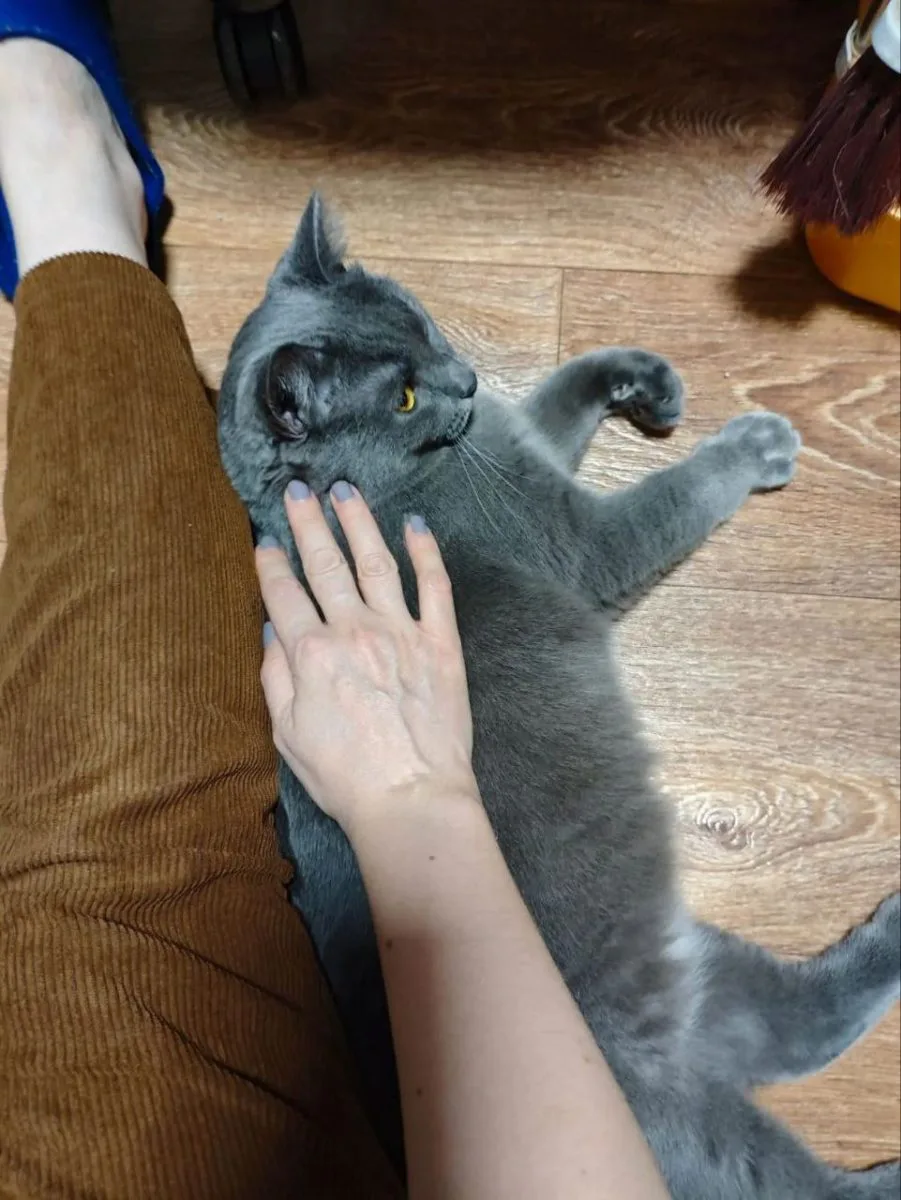 Чарли и семья🤗 миниатюра 6