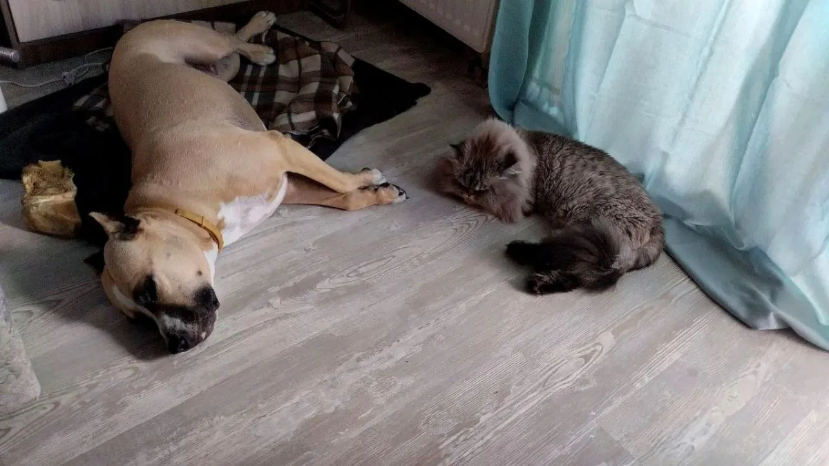 Лекс и его Гав миниатюра 2