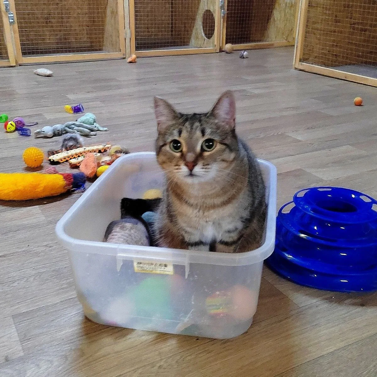 звезда Айрис-Кусь😸 миниатюра 2