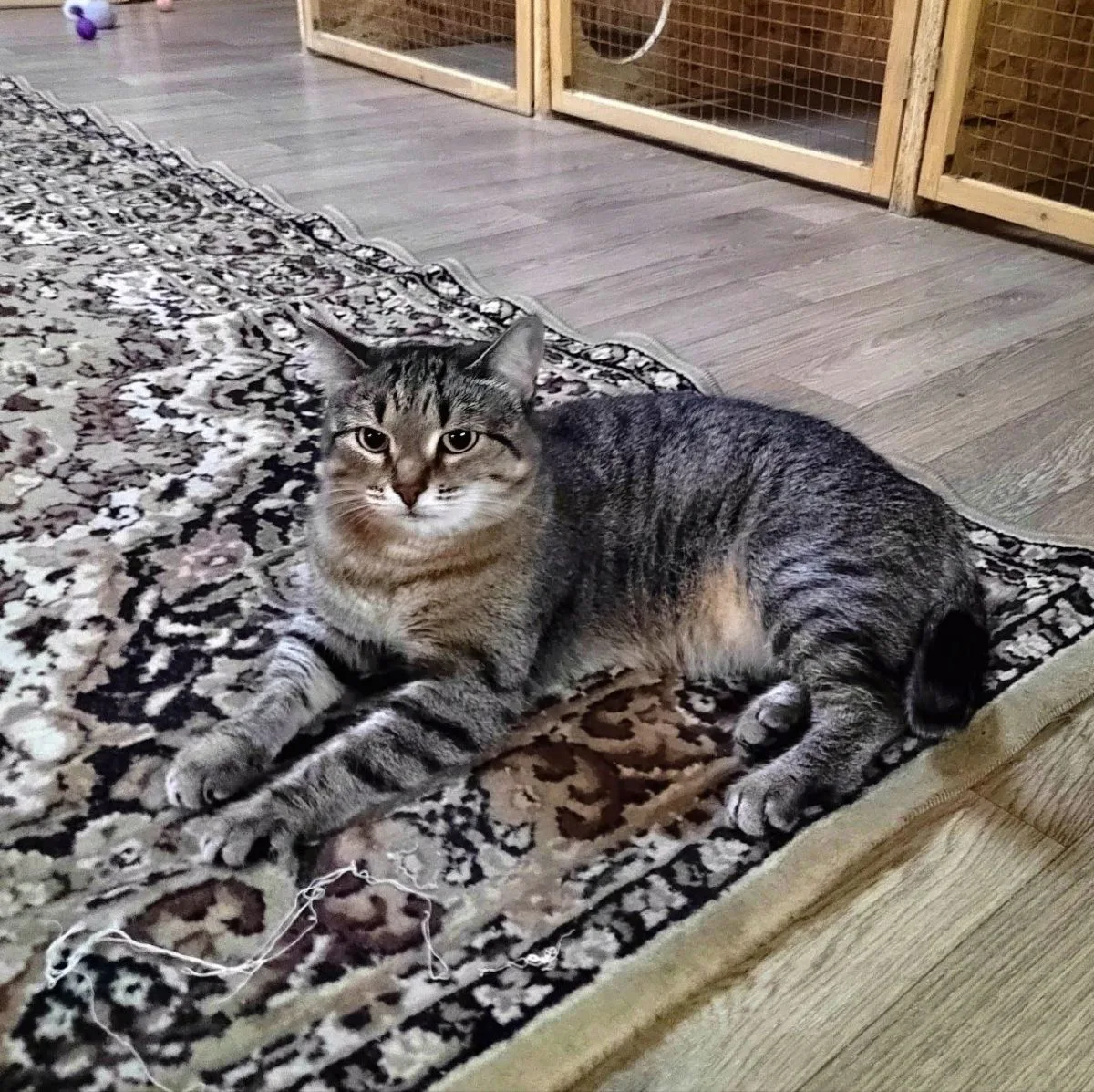 звезда Айрис-Кусь😸 миниатюра 3