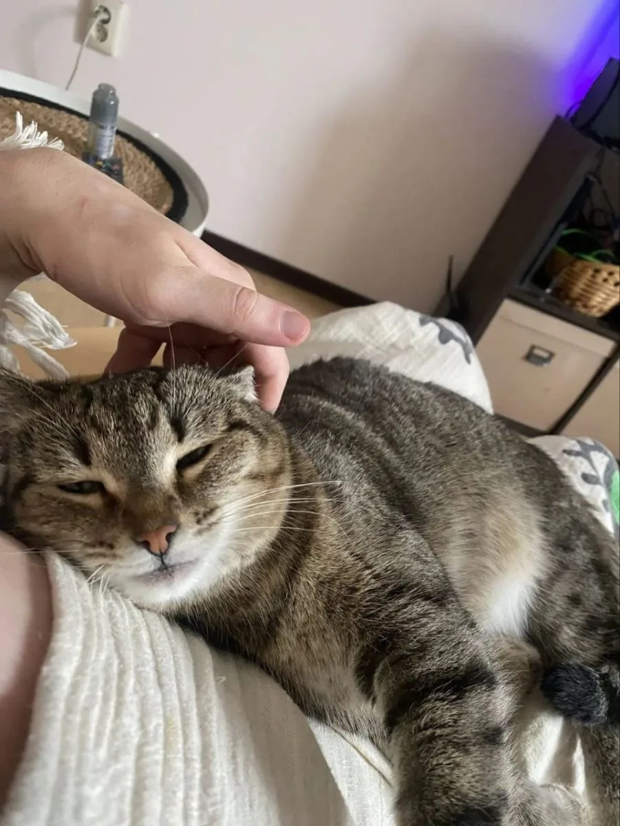 звезда Айрис-Кусь😸 миниатюра 4